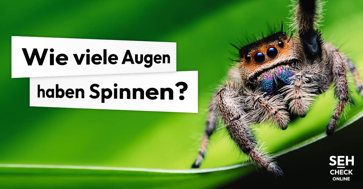 Spinnen haben viele Augen